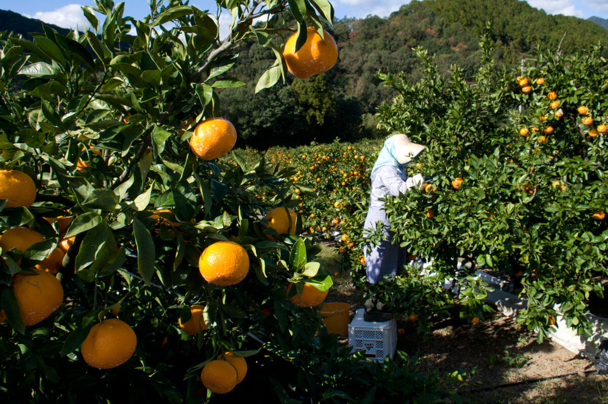 三重のみかんどころ