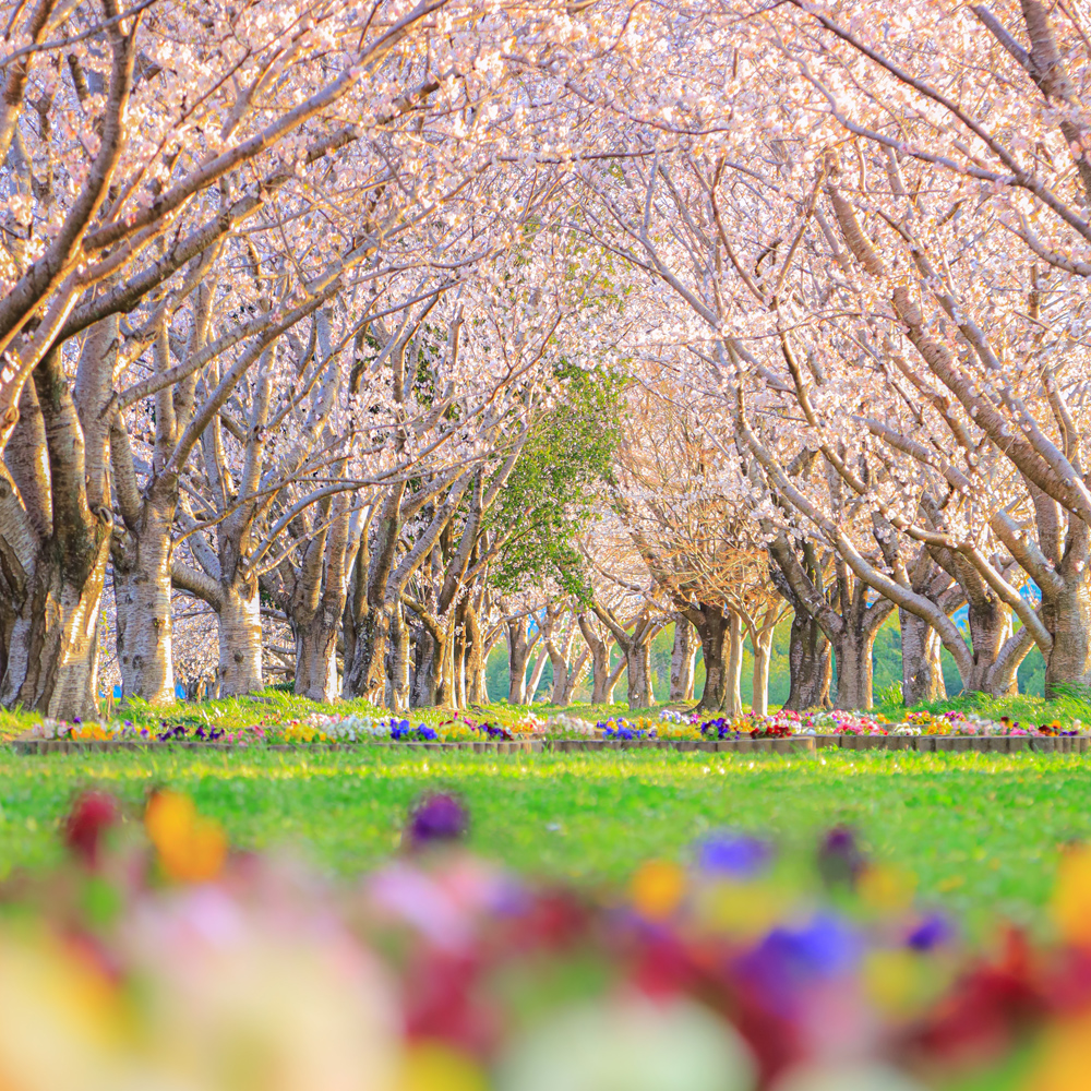 中村川桜づつみ公園