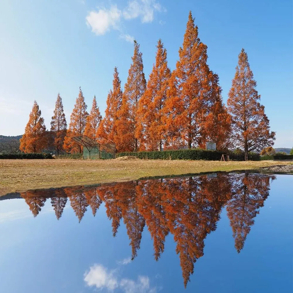 Oyamada Seseragi Park (IgaCity)