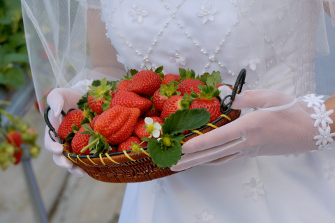 伊賀の里モクモク手づくりファーム　画像②