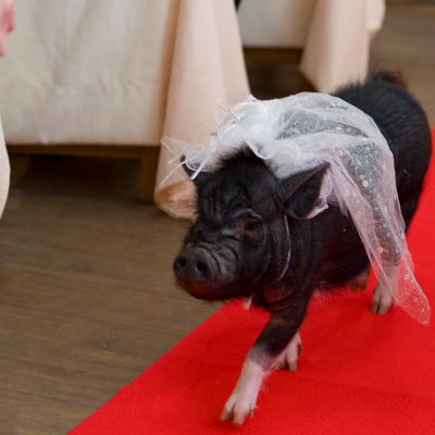 伊賀の里モクモク手づくりファーム　ゲストもビックリ