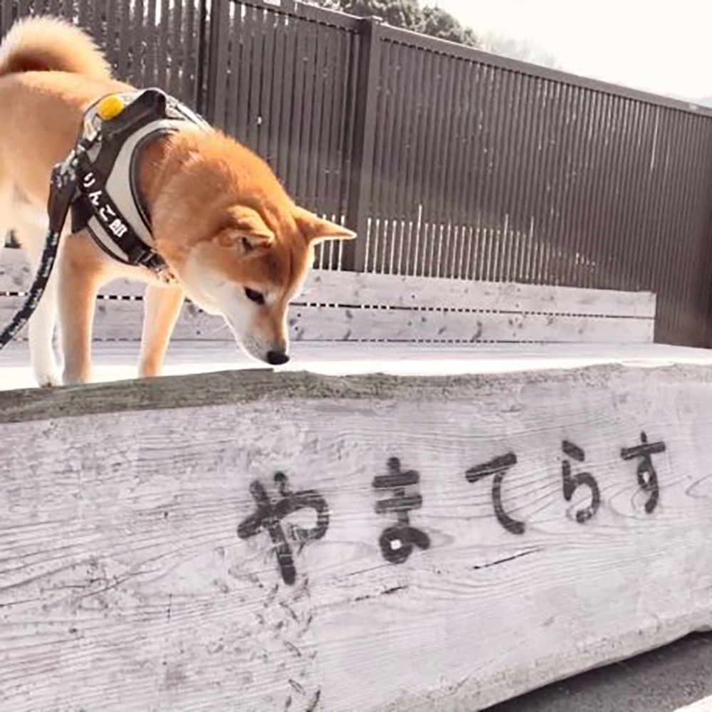 愛犬と泊まれるキャンプ施設「やまてらす」に柴犬りんご郎一家がいざわんトリップ！