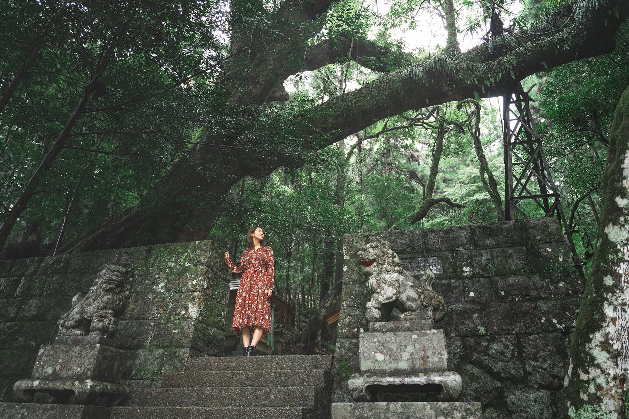 石神神社的樟树