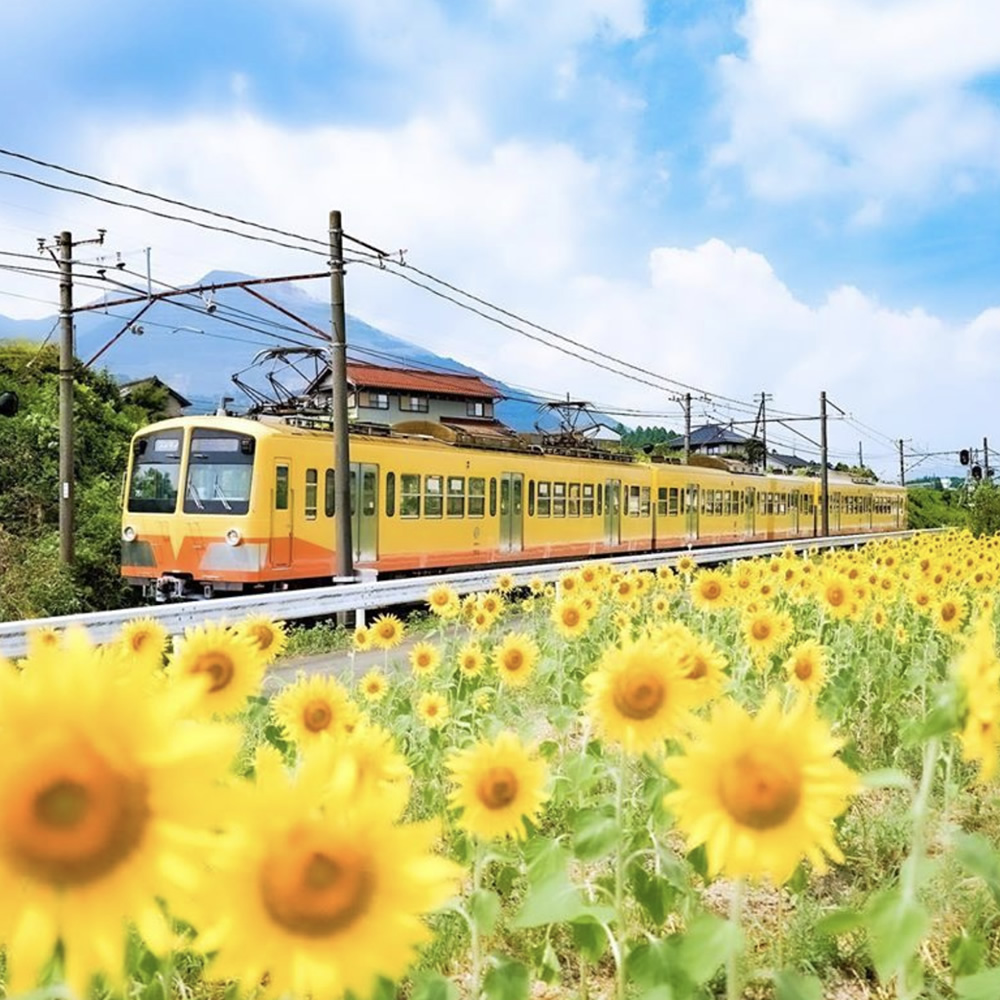 Sangi Railway and Sunflowers