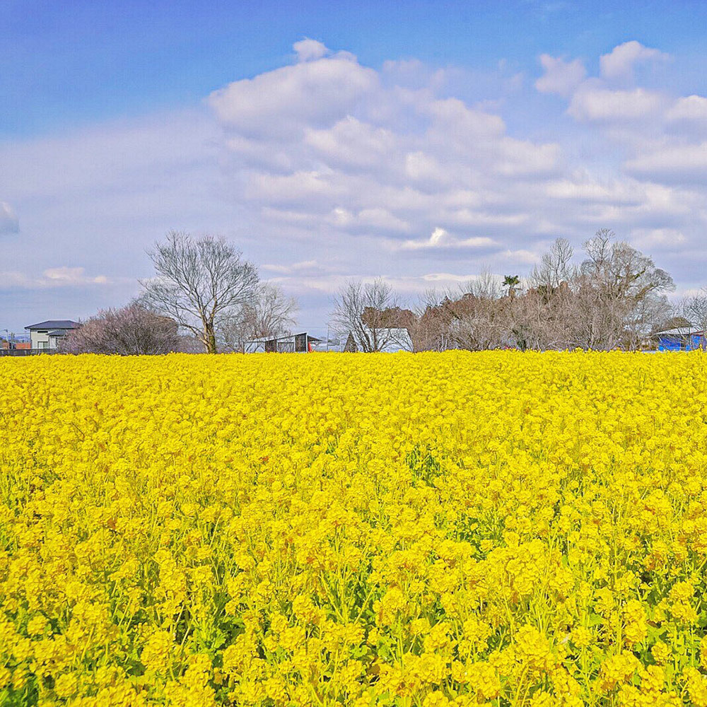 Canola flower Field in  Inagicho, Matsusaka City